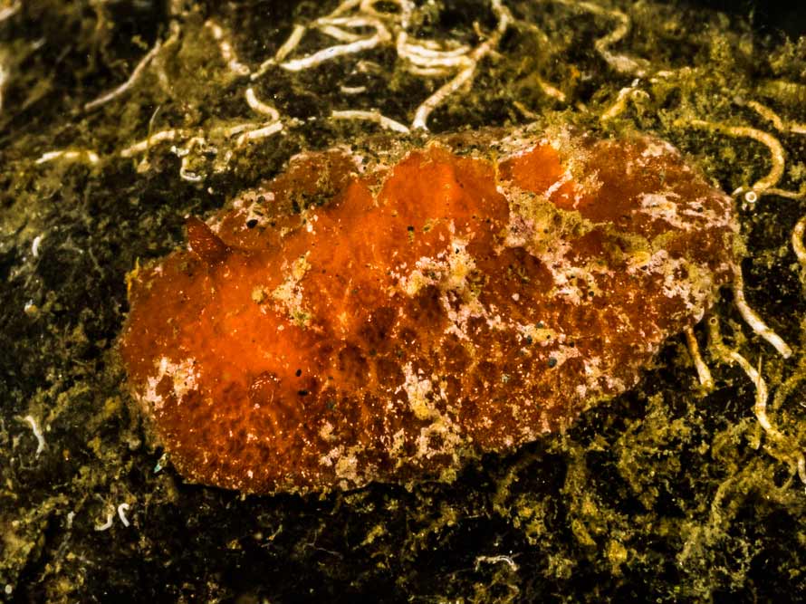 Sclerodoris tuberculata